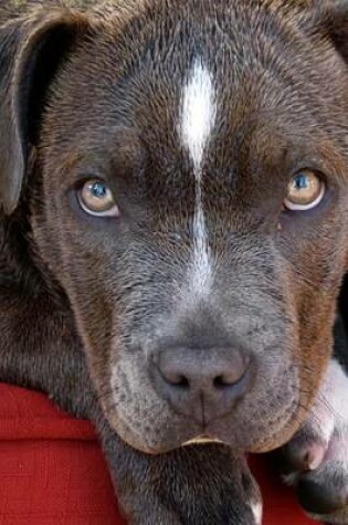 Cover of The Beautiful Eyes of a Loving Pitbull Dog