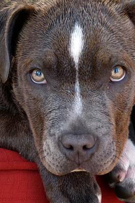 Book cover for The Beautiful Eyes of a Loving Pitbull Dog