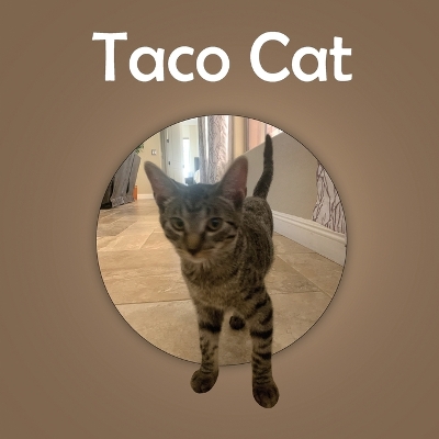 Book cover for Taco Cat
