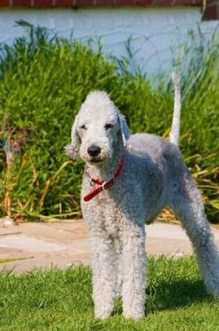 Cover of Bedlington Terrier Standing Tall in the Grass Journal