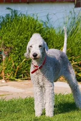 Book cover for Bedlington Terrier Standing Tall in the Grass Journal