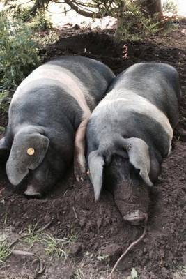 Book cover for Two Pigs Chilling in the Mud Journal