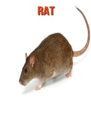 Book cover for Rat