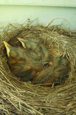 Cover of Journal Baby Robins Hatched Bird's Nest