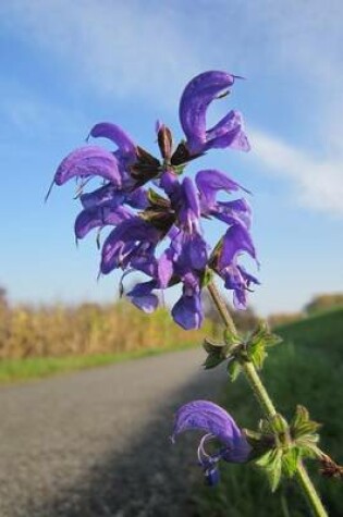 Cover of Salvia Pratensis Meadow Clary Wildflower on the Side of the Road