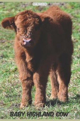 Cover of Baby Highland Cow 2021 Wall Calendar