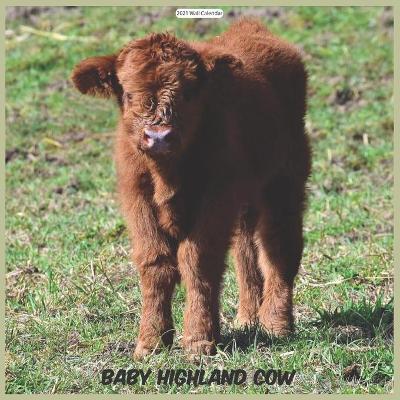 Book cover for Baby Highland Cow 2021 Wall Calendar