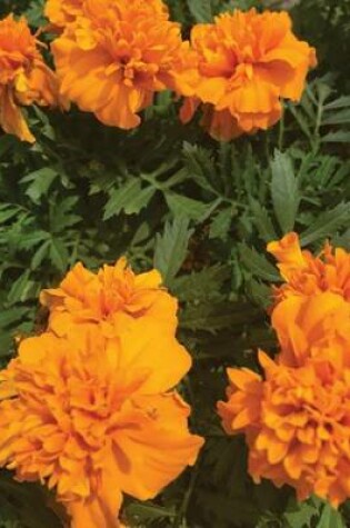 Cover of Orange Marigold, for the Love of Flowers