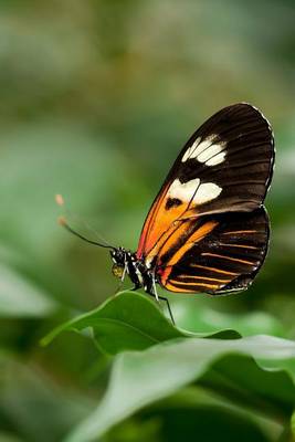 Book cover for Heliconius Butterfly Journal