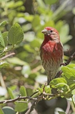 Cover of House Finch Bird Journal