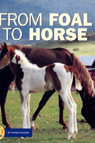 Cover of From Foal to Horse