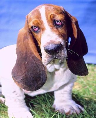 Cover of School Composition Book Basset Hound Dog Photo 130 Pages