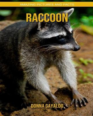 Book cover for Raccoon