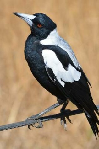 Cover of Australian Magpie, Birds of the World