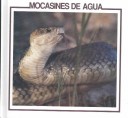 Book cover for Mocasines de Agua