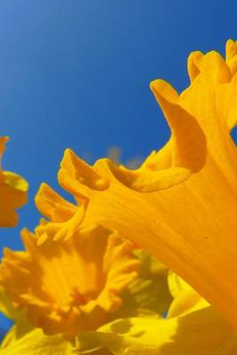 Book cover for Narcissus Orange Daffodil, for the Love of Flowers