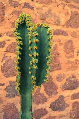 Book cover for A Cactus and a Stonewall