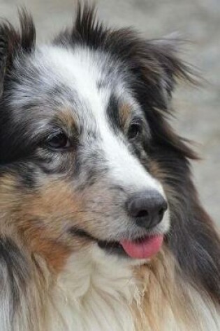 Cover of My Shetland Sheepdog Notebook