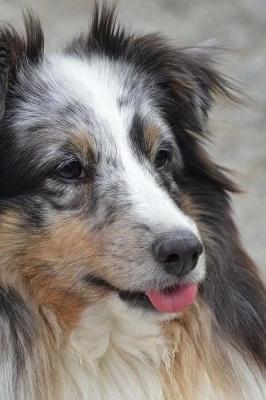 Book cover for My Shetland Sheepdog Notebook