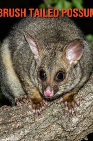 Cover of Brush Tailed Possum