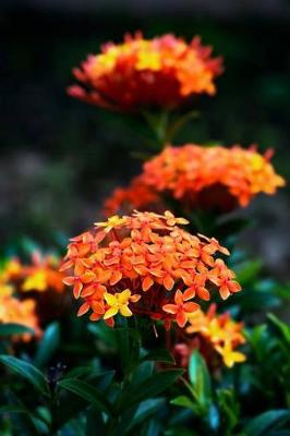 Book cover for Ixora Coccinea Tropical Flower Trinidad and Trobago Gardening Journal