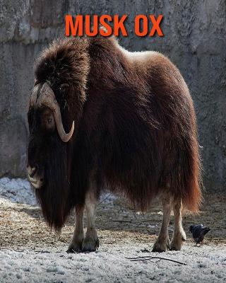 Book cover for Musk Ox