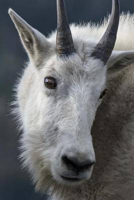 Book cover for Mountain Goat Animal Journal