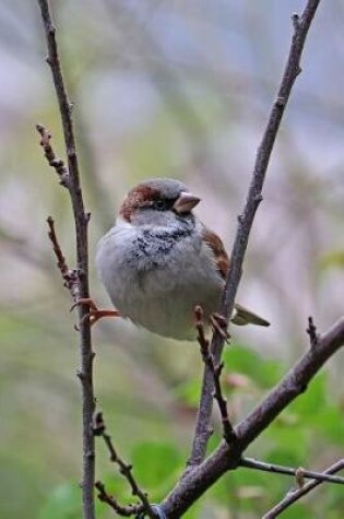 Cover of Little Sparrow Balanced on the Branches Journal