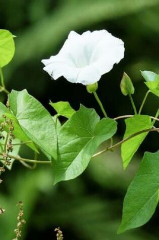 Cover of Bindweed Blossom, for the Love of Flowers