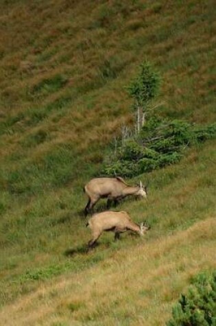 Cover of Chamois Grazing in the Tatras Mountains in Poland Journal