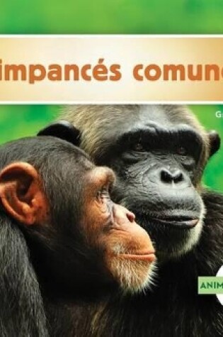 Cover of Chimpancés Comunes (Chimpanzees) (Spanish Version)