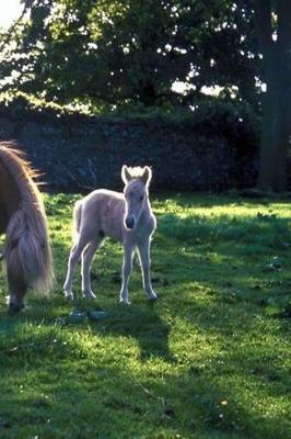 Cover of Journal Draft Mare Foal Equine Horses