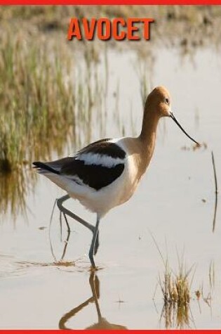 Cover of Avocet