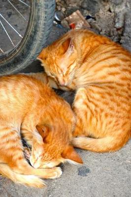 Book cover for Two Orange Cats Taking an Afternoon Nap Journal