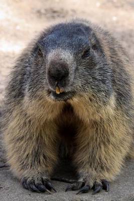 Book cover for Marmot Alpine Rodent Journal