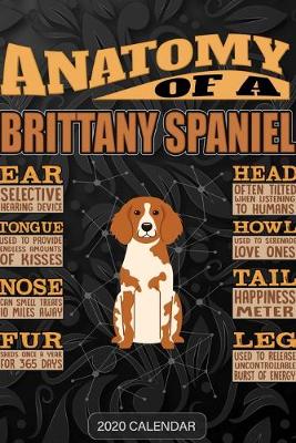 Book cover for Anatomy Of A Brittany Spaniel