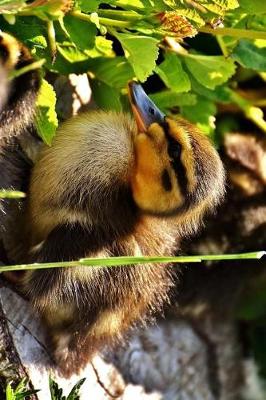 Book cover for Duckling Mallard Duck Resting Journal