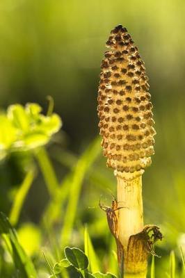 Book cover for Horsetail or Cattail (Equisetum Arvense) Journal