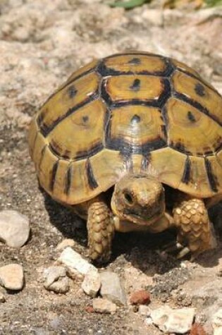 Cover of Testudo Graeca, Spur Thighed Tortoise for the Love of Animals