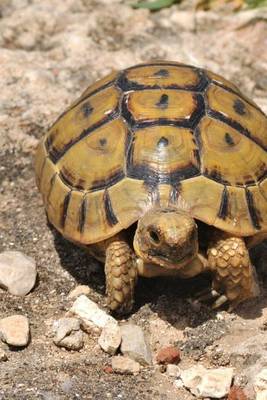 Book cover for Testudo Graeca, Spur Thighed Tortoise for the Love of Animals