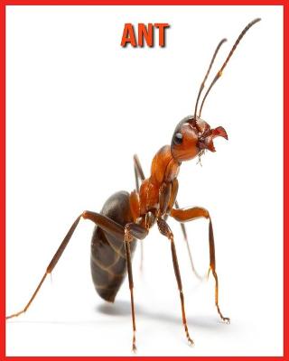 Book cover for Ant