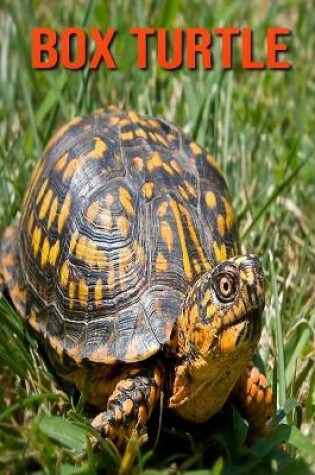 Cover of Box Turtle