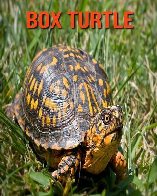 Book cover for Box Turtle