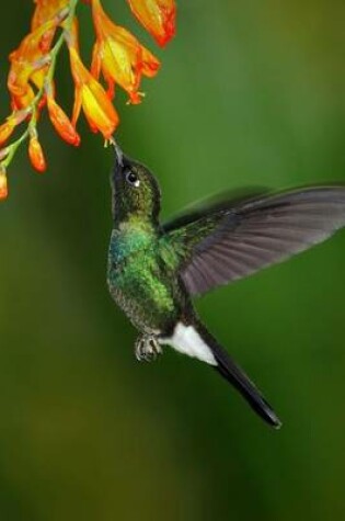 Cover of Tourmaline Sunangel Hummingbird Journal