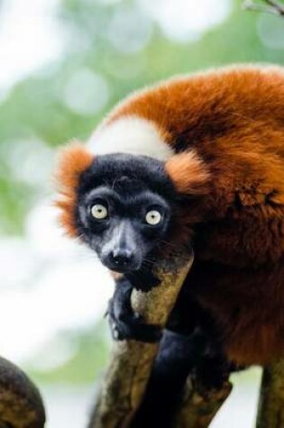 Cover of Red Ruffed Lemur Animal Journal