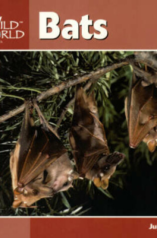 Cover of Bats