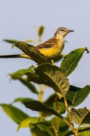 Cover of Yellow Wagtail Stilt Songbird Nature Journal