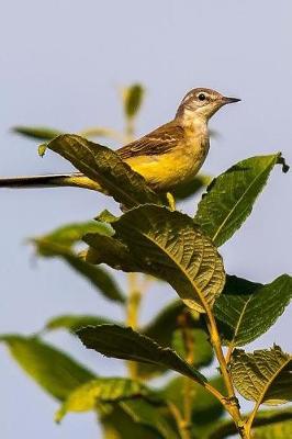 Book cover for Yellow Wagtail Stilt Songbird Nature Journal