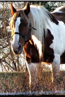 Book cover for My Horse Ranch