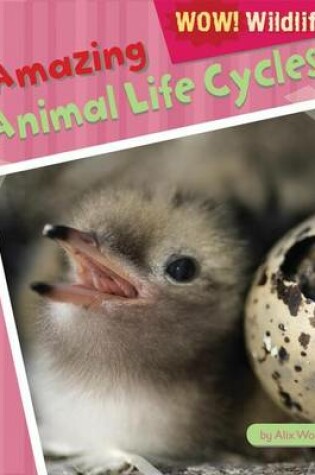 Cover of Amazing Animal Life Cycles